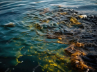 Загрязненная после разрушения Каховской ГЭС вода не дойдет до берегов Анапы