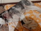 В селе под Анапой произошла попытка жестокого убийства собаки — ведется проверка
