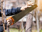 В Анапе новый дровосек: сменился подрядчик по обрезке деревьев