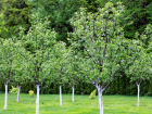 Срочные весенние работы в саду: советы по обрезке и опрыскиванию деревьев для анапчан 
