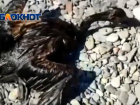 Птиц в мазуте обнаружили на пляже в Анапе