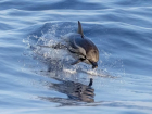Нейросеть рассказала о мерах предотвращения выбросов дельфинов в Анапе