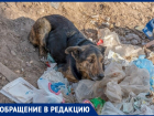 Жуткий лай собак и антисанитария: анапчанка сообщила о беспорядке на улице Северной