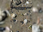 На пляжи Анапы выбросило десятки мертвых крабов