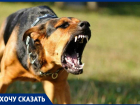 Надежда Моисеева жалуется, что бродячие собаки в Анапе нападают на людей