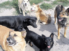 Бездомные животные в Анапе: отлавливать и уничтожать или давать шанс на хорошую жизнь