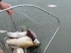 Обеспокоенные анапские рыбаки прислали видео с мёртвой рыбой в Темрюкском районе