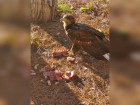 В Анапе обнаружили брошенного ручного орла