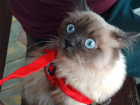 Ада - новый претендент на главный приз конкурса "Самый красивый кот Анапы"
