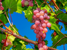 Какие сорта винограда первыми появились в Витязево под Анапой?