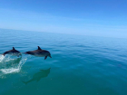 «Черное море останется без дельфинов»: они погибают из-за рыболовных сетей