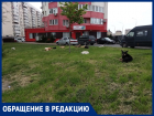 Опять бездомные псы: «Напротив «Красной Площади» агрессивная свора собак бросается на людей»