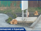 20 бродячих собак не дают спокойно жить анапчанам на улице Омелькова