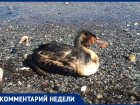 На берег моря в Анапе прибились водоплавающие птицы с черными маслянистыми перьями
