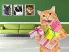 В конкурсе "Самый красивый кот Анапы" крутых призов будет много!