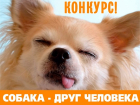 Продолжается фотоконкурс «Собака - друг человека»!
