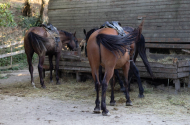 Конные прогулки в предгорьях Кавказа-с.Варваровка - 