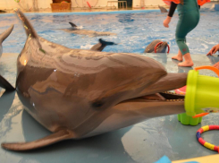  Как в Анапе находят работу не только для денег, но и для души!