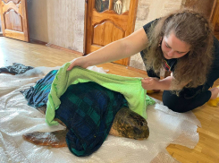 Росприроднадзор взялся за спасение гигантской черепахи в Анапе