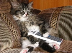 Анапские коты смогут управлять телевизорами