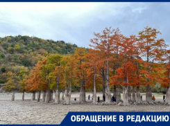 Анапчанка просит усилить контроль за кипарисами