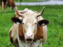 Теперь в анапских магазинах любой сможет определить, где молоко, а где молочный продукт