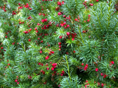 Тис ягодный в Анапе: древнее дерево с ядовитой тайной