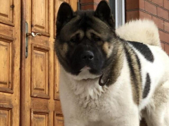 В Анапе пропал американский мальчик - помогите отыскать!