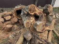 В Анапе продолжают снос аварийных деревьев и санитарную обрезку