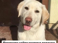 Кто в Анапе ищет своих любимцев, а кто - хозяев для найденных животных