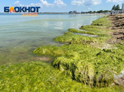 Туристы подают в суд на турагентства из-за водорослей в Анапе