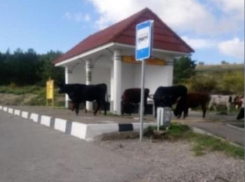 В Варваровке под Анапой коровы и ослы заходят в чужие дворы и всё ломают