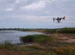 В Анапе начинают борьбу с комарами: вопрос контролируют мэрия, прокуратура и Роспотребнадзор