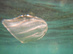 В анапской акватории замечен гребневик