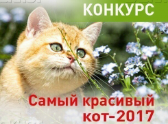 Завершилось голосование в конкурсе «Самый красивый кот-2017»