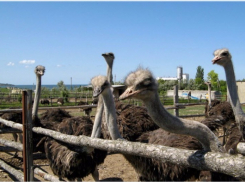 Хотите знать, где в Анапе можно увидеть большое количество страусов?