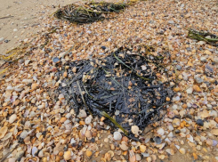 На пляжах Анапы стали появляться новые выбросы мазута 