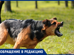 Бездомные собаки набрасываются на детей возле ЖК «Солнечный» в Анапе