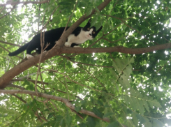 Анапчанин в шоке: соседка подстрелила его любимого кота! 