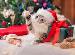 В Новый мяу-год у кошек в Анапе возможны ливни