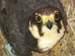 Найденный под Анапой чеглок выжил и проходит реабилитацию