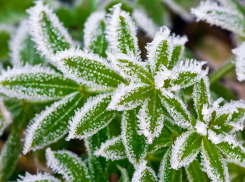 В Анапе ожидаются заморозки 26-28 апреля