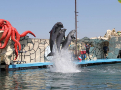 Анапский дельфинарий закрыли по техническим причинам 