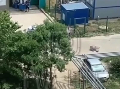 В Анапе полицейские застрелили подозреваемого в ограблении банка