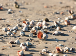 Гороскоп для анапчан с 21 по 27 ноября: у Весов будет беспокойная неделя