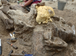 Недалеко от Анапы при раскопках был обнаружен второй в мире череп древнего носорога