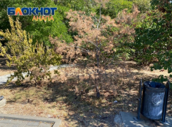 В Анапе исправляют ситуацию с засохшими деревьями – на высадку новых потратят почти 47 млн рублей