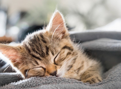 В День русской лени в Анапе жара не отступит