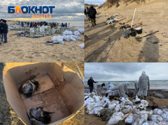 «Такую катастрофу лопатами не победить»: жители Анапы записали видеообращение к президенту Путину 