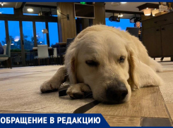 Отдых в Анапе был испорчен: гостья курорта о недоступности заведений с домашними питомцами